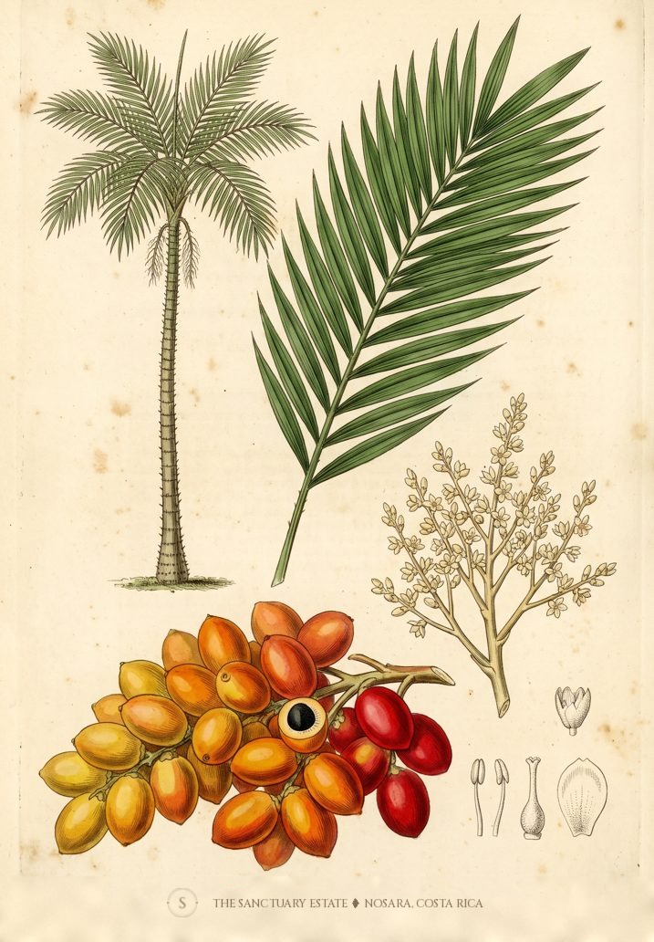 Pejiballe botanical plate