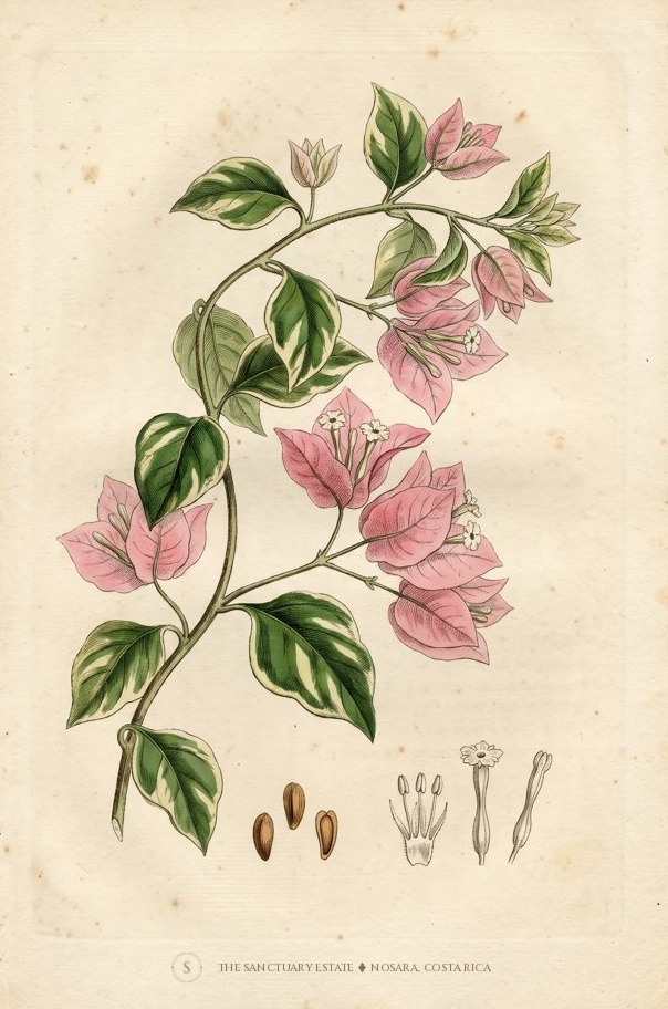 Pink Bougainvillea botanical plate