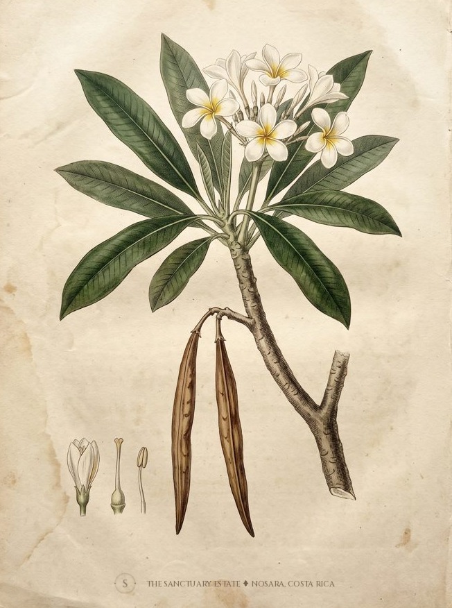 Plumeria Frangipani botanical plate