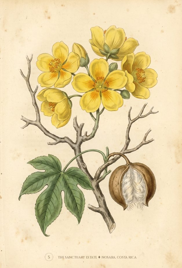 Poroporo botanical plate