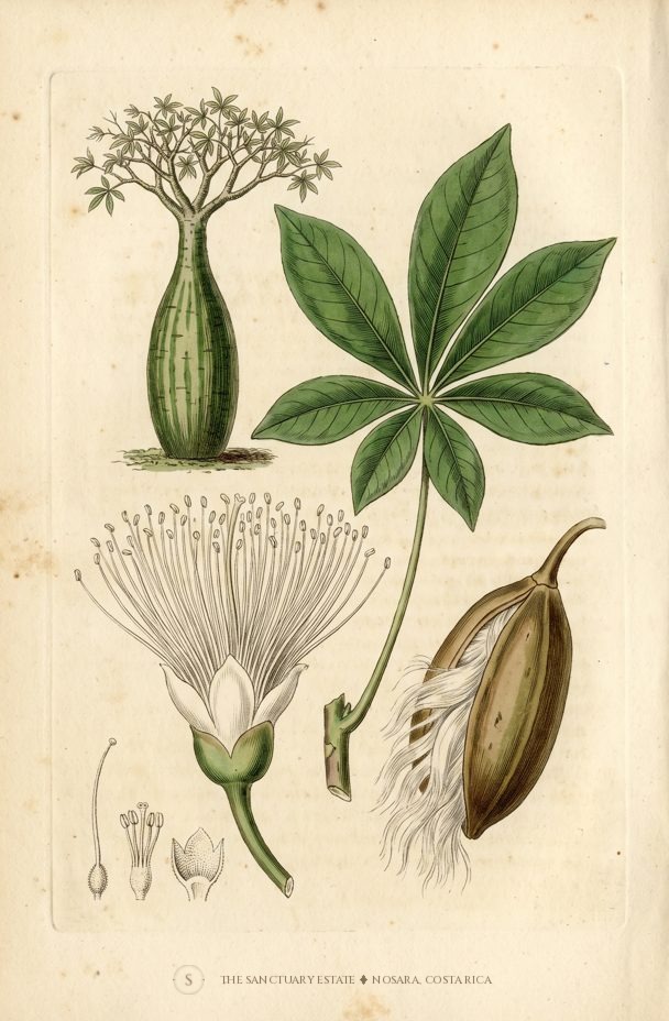 Potbellied Ceibo botanical plate