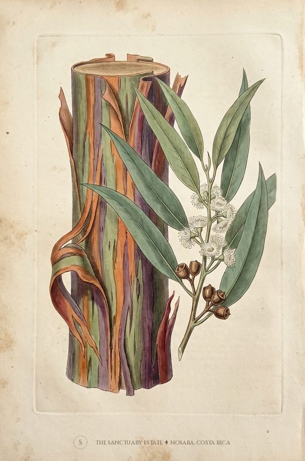 Rainbow Eucalyptus botanical plate