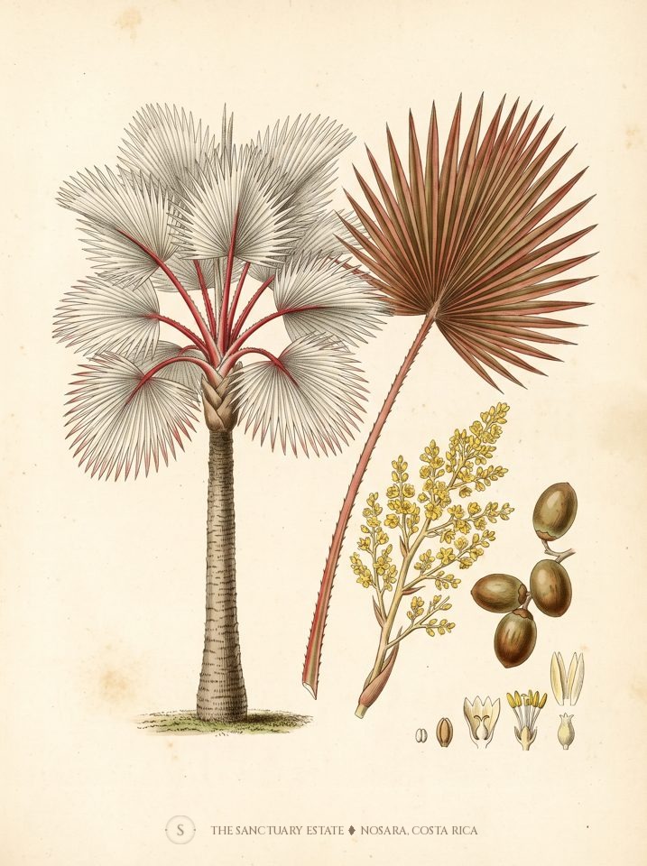 Red Latan Palm botanical plate