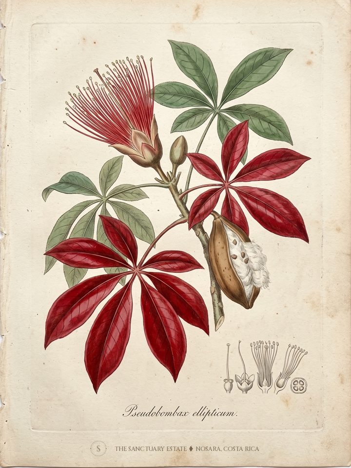 Red Pseudobombax botanical plate