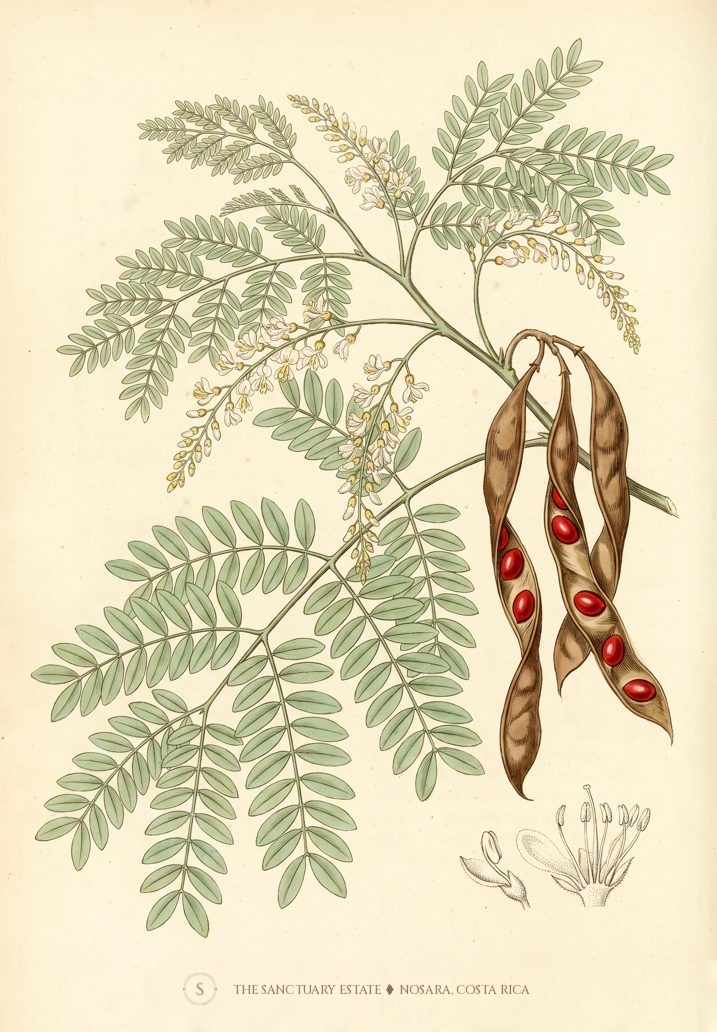 Red Sandalwood botanical plate