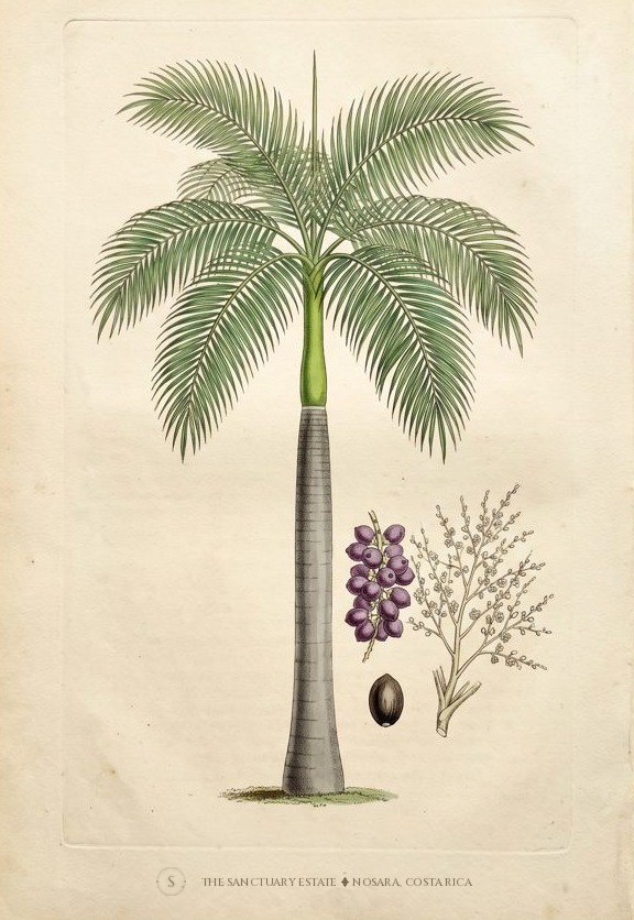 Royal Palm botanical plate