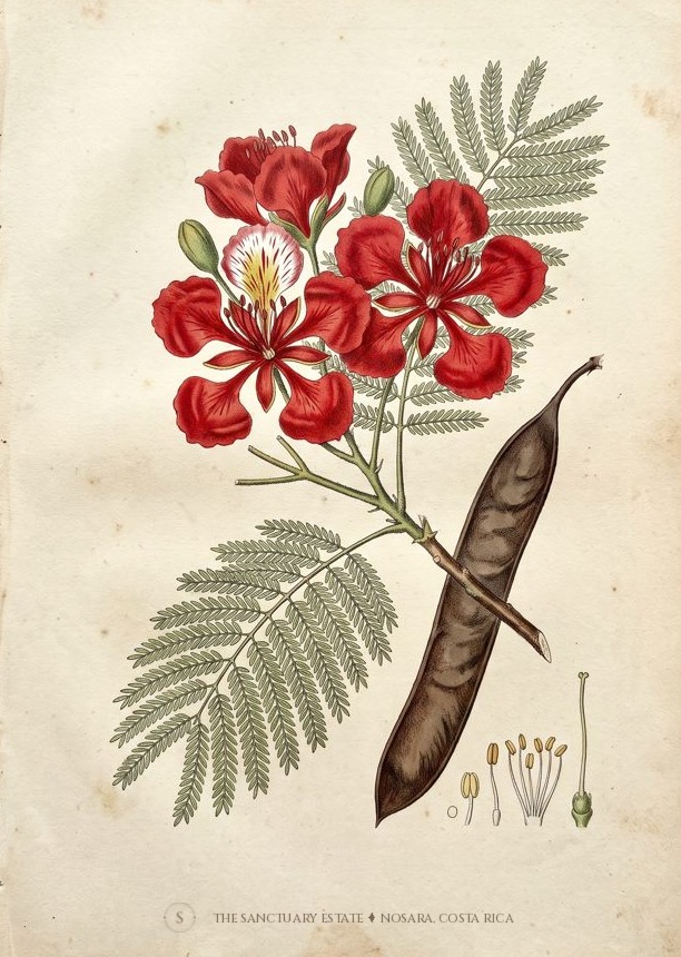Royal Poinciana botanical plate
