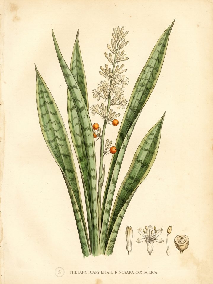 Sansevieria trifasciata botanical plate