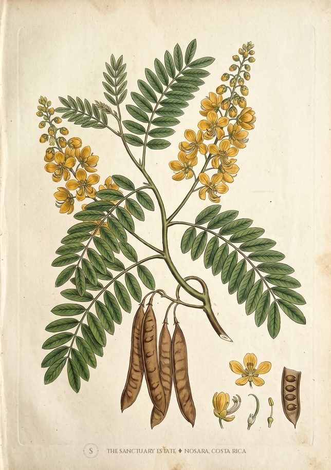 Siamese cassia botanical plate