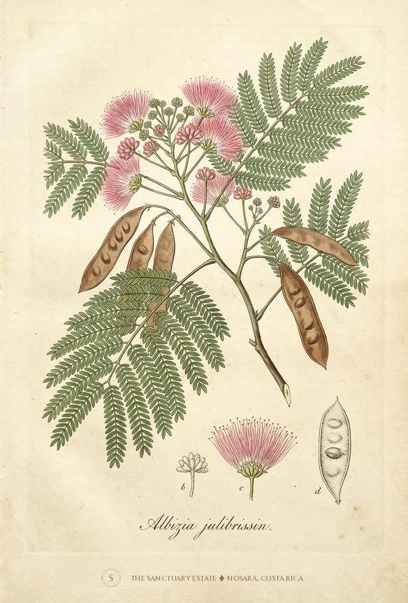 Silk Tree botanical plate
