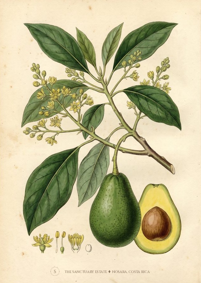 Simmonds Avocado botanical plate