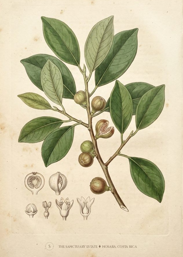 Strangler fig botanical plate