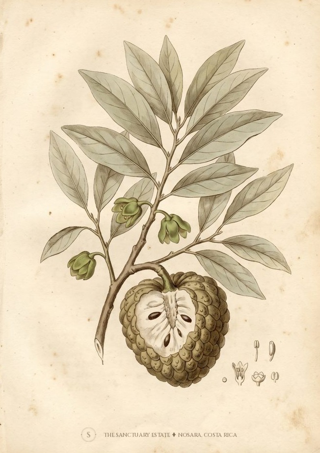 Sugar Apple botanical plate