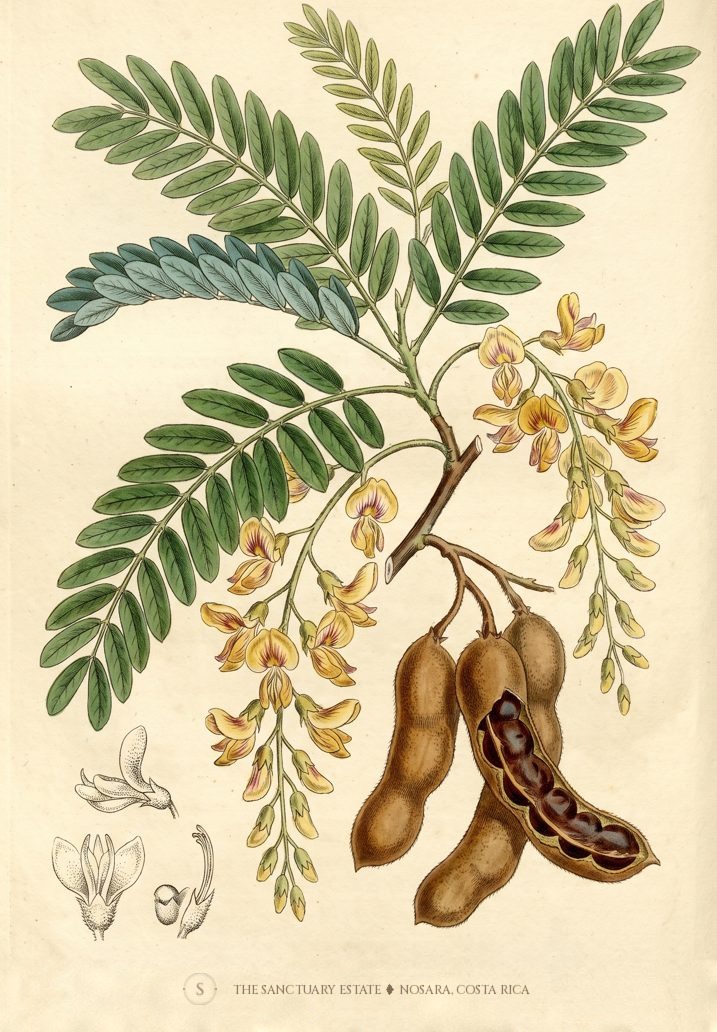 Tamarind botanical plate