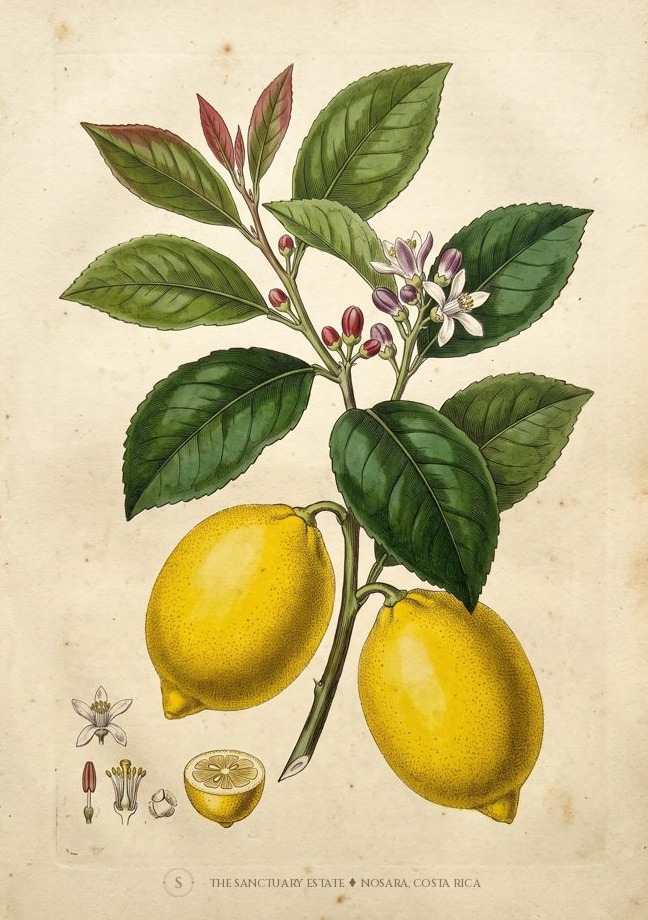Verdello Lemon botanical plate