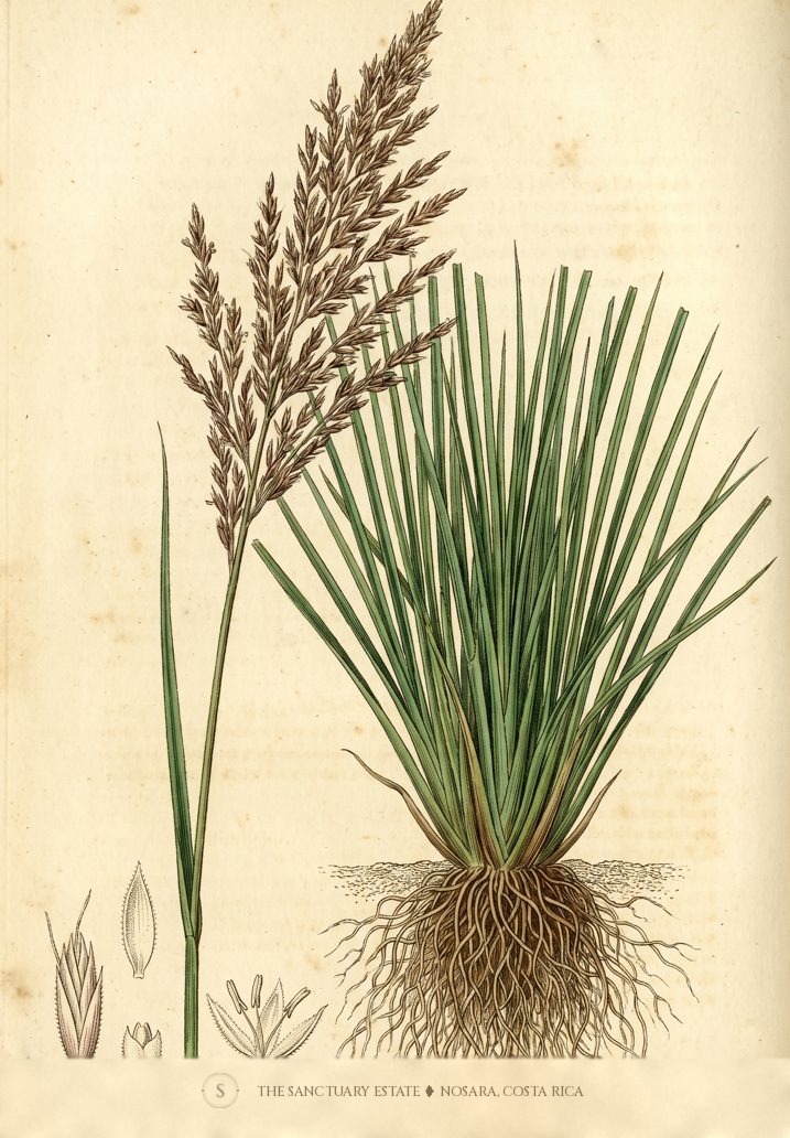 Vetiver botanical plate