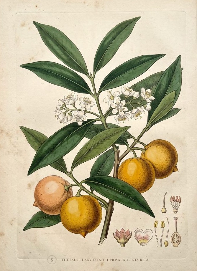 Yellow Mangosteen botanical plate