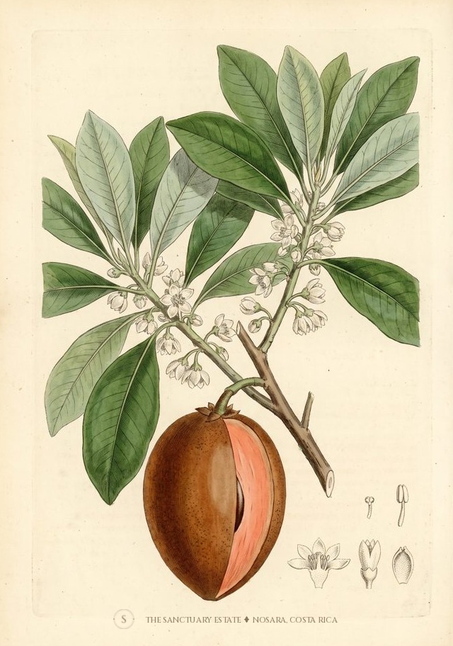 Zapote Magana botanical plate