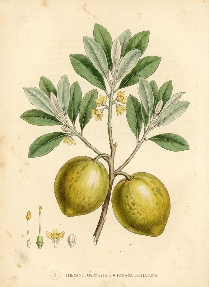Zapotillo Amarillo botanical plate