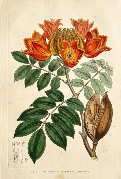 African Tulip botanical plate