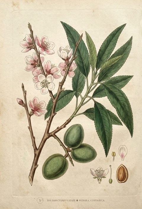 Almond botanical plate
