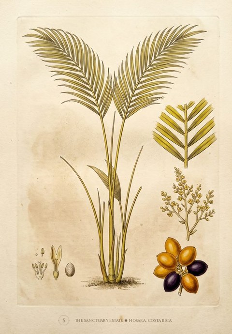 Areca Palm botanical plate
