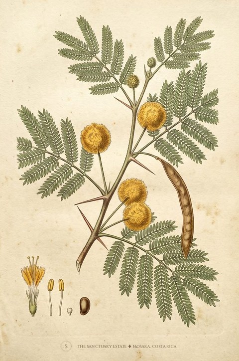 Aromita botanical plate