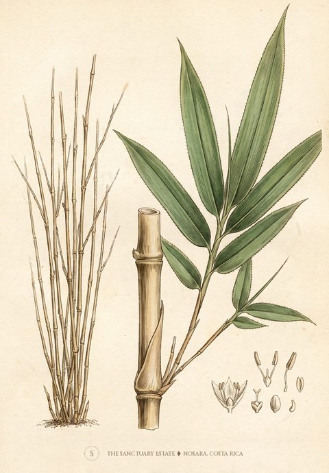 bambusa textilis botanical plate