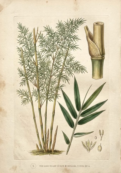 Bambusa Tulda botanical plate