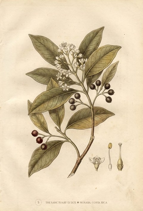 Bayrum botanical plate