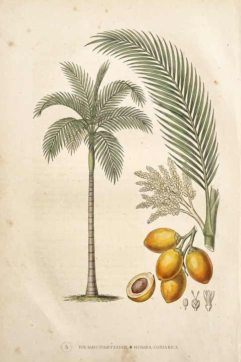 Bettle Nut Palm botanical plate