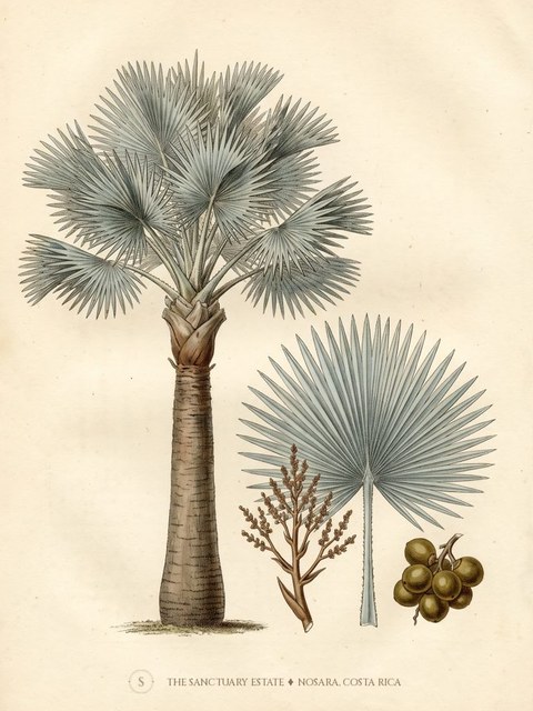 Bismark Palm botanical plate