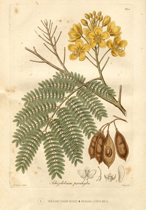 Brazilian Fire Tree botanical plate