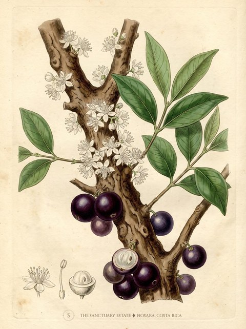Brazilian Grapetree botanical plate