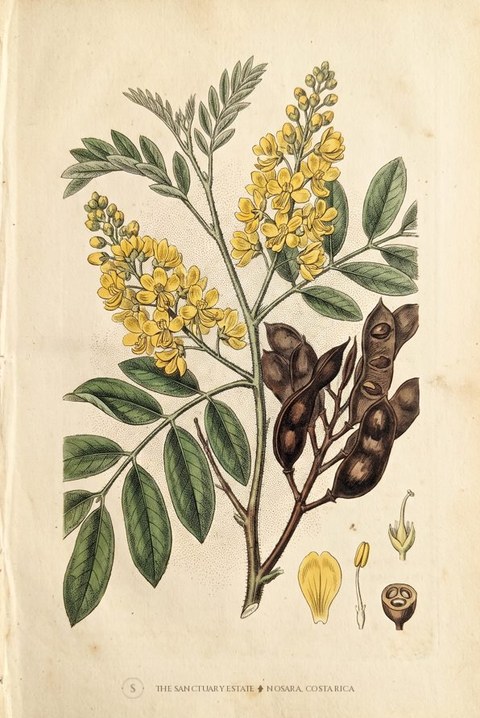 Brazilian Ironwood botanical plate
