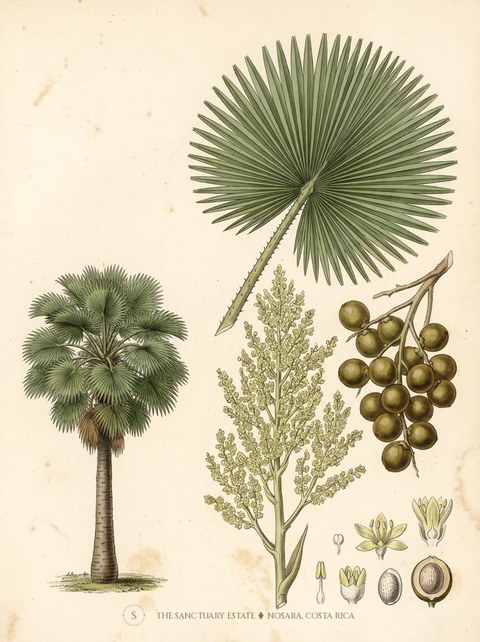Cabbage Palm botanical plate
