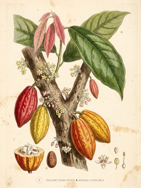 Cacao botanical plate