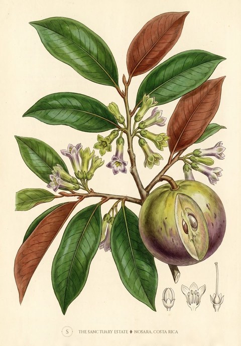 Caimito Star Apple botanical plate