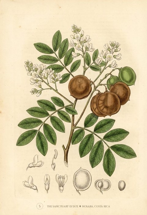 Camibar botanical plate