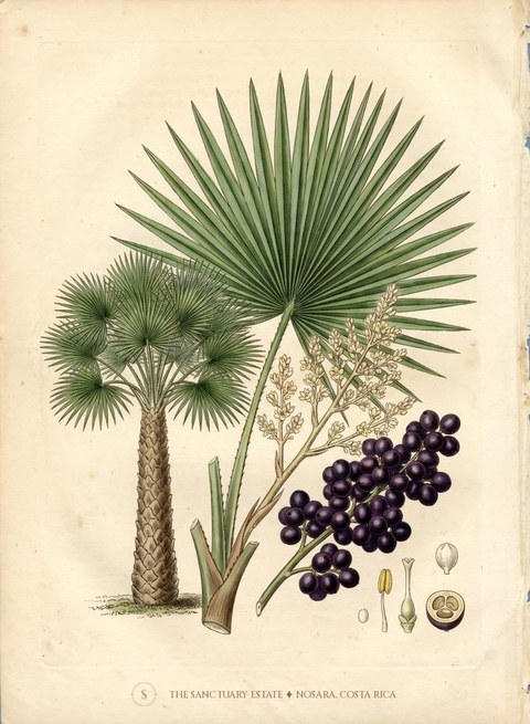 Carnaúba Palm botanical plate