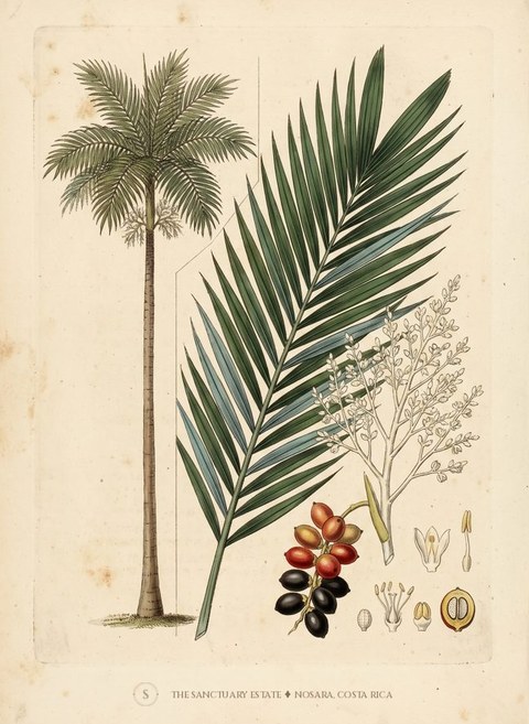Carpentaria Palm botanical plate