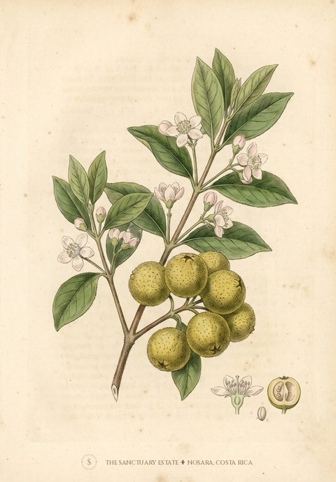Cas botanical plate