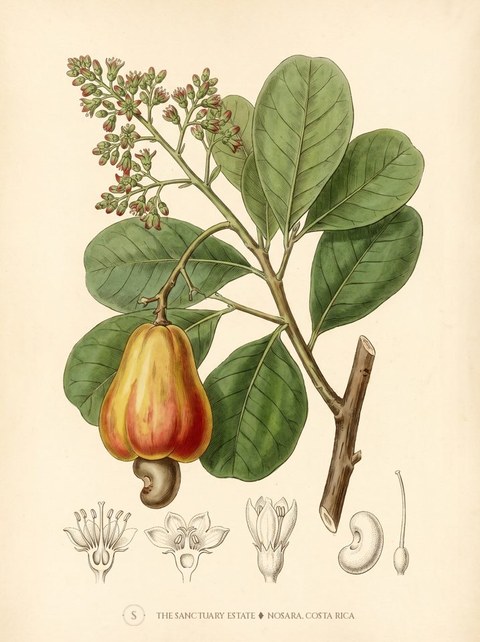 Cashew botanical plate