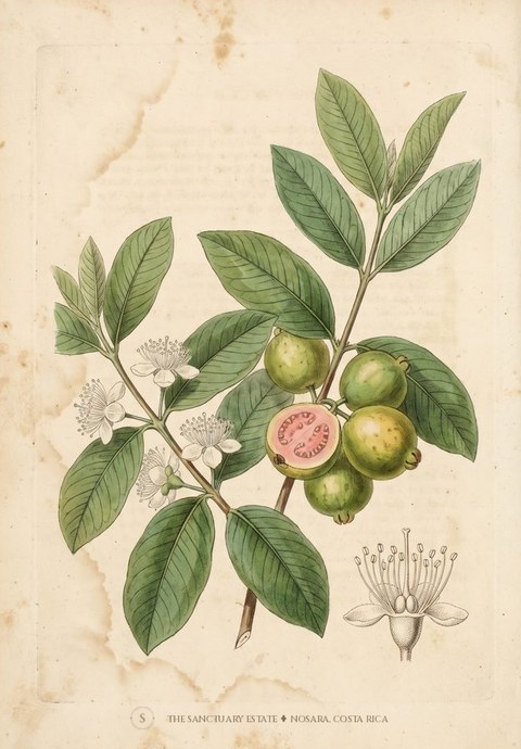 Chinese Guava botanical plate