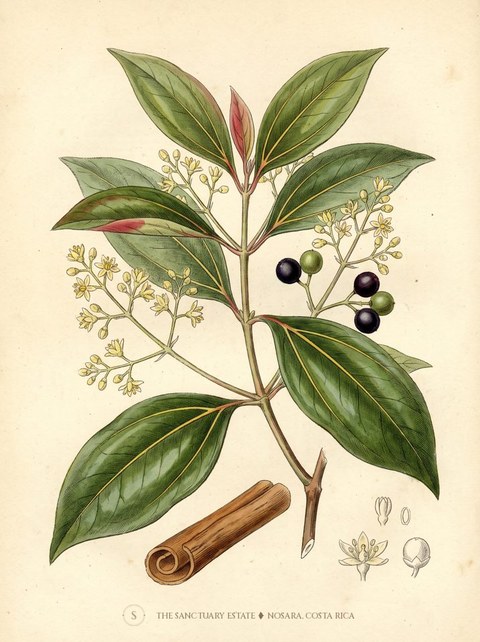 Cinnamon botanical plate