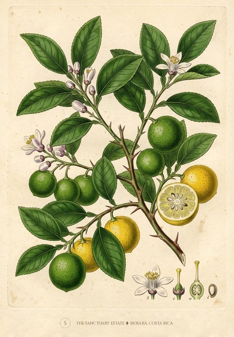 Florida Key Lime botanical plate