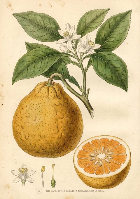 Ugly Fruit botanical plate