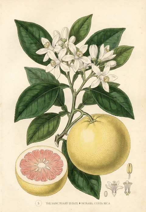 Verdello Lemon botanical plate