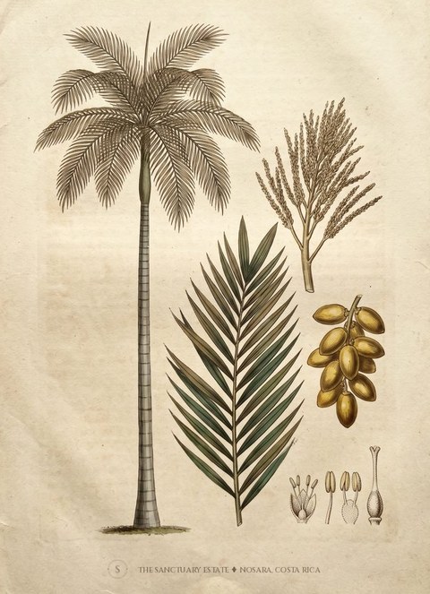Colombian Foxtail Palm botanical plate