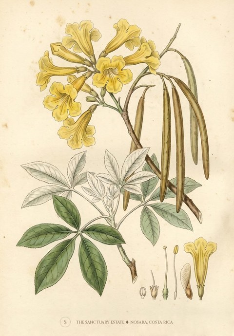 Cortez Amarillo botanical plate